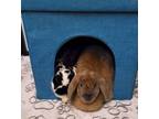 Adopt Arthur a Lop Eared