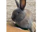 Adopt Jarold a Bunny Rabbit