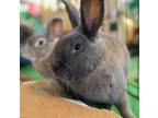 Adopt Jarold a Bunny Rabbit
