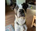 Adopt Diesel a Border Collie, American Staffordshire Terrier