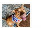 Adopt MIKO a American Staffordshire Terrier