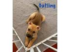 Adopt Gattling a Labrador Retriever, Boxer