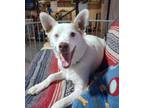 Adopt Star Trek2 : Scotty a Australian Cattle Dog / Blue Heeler, Border Collie