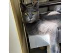 Adopt Grand Larceny a Russian Blue