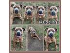 Adopt Forrest CFS# 240015099 a Pit Bull Terrier