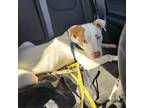 Adopt Travis a Pit Bull Terrier, Mixed Breed