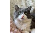 Adopt Pepito (FIV+) a Norwegian Forest Cat, Maine Coon