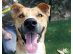 Adopt Skittles a Shiba Inu, Jack Russell Terrier