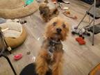 Adopt Bear & Peanut a Silky Terrier, Shih Tzu