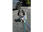 Adopt Snuffles #2670 a Shih Tzu, Havanese