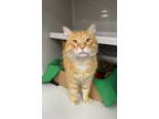 Adopt Theo a Domestic Medium Hair