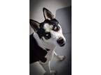 Adopt Anooka a Husky