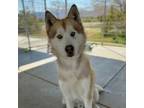 Adopt Sashimi a Husky