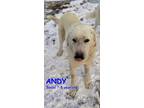 Adopt ANDY a Great Pyrenees, Akbash