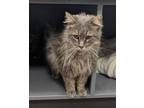 Adopt Sampson a Domestic Long Hair