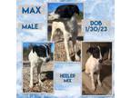 Adopt Max a Australian Cattle Dog / Blue Heeler