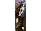 Adopt Moose a Great Dane