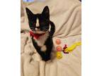 Adopt Spritzle a Domestic Short Hair