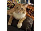 Adopt Garfield a Domestic Short Hair