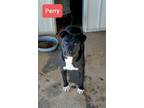Adopt Perry a American Staffordshire Terrier