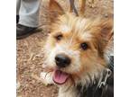Adopt CHEWY a Yorkshire Terrier, Corgi