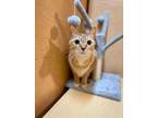 Adopt Hartfield a Abyssinian