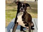 Adopt Toad a Boston Terrier