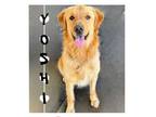 Adopt Yoshi a Golden Retriever