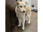 Adopt Greenie a Siberian Husky