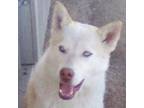 Adopt Scar Face a Siberian Husky