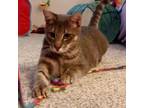 Adopt Grey Poupon a Domestic Short Hair