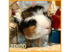 Adopt Tripp a Guinea Pig