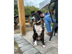 Adopt Bane a Pit Bull Terrier