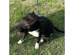 Adopt Bruno a Labrador Retriever, American Staffordshire Terrier