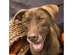 Adopt Paco a German Shorthaired Pointer, Hound