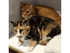 Adopt Lemon and Mango (bonded) (3) a Domestic Short Hair