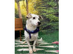 Adopt Jefferson a Terrier, Beagle