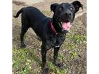 Adopt Jack a Labrador Retriever