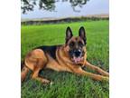 Adopt Chevy a German Shepherd Dog