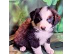 Australian Shepherd Puppy for sale in Athens, TX, USA