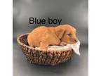 Golden Retriever Puppy for sale in Abbeville, SC, USA