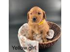 Yellow collar