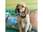 Golden Retriever Puppy for sale in Hodges, SC, USA