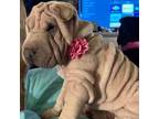 Sharpei