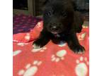 German Shepherd Dog Puppy for sale in Delta, OH, USA