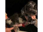 Dachshund Puppy for sale in Adairsville, GA, USA