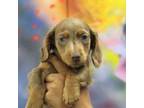 Dachshund Puppy for sale in Miami, FL, USA