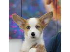 Cardigan Welsh Corgi Puppy for sale in Miami, FL, USA