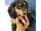 Dachshund Puppy for sale in Miami, FL, USA