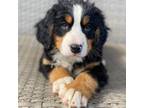 Bernese Mountain Dog Puppy for sale in Nashville, OH, USA